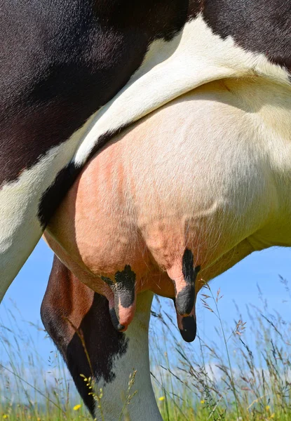 Udder Cow Closeup — Photo