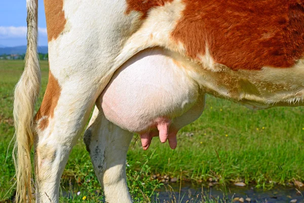 Udder Cow Closeup — Stockfoto