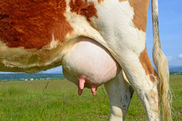 Udder Cow Closeup — Stock Photo, Image