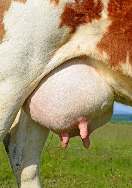 Udder Una Mucca Primo Piano — Foto Stock