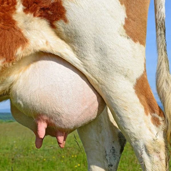 Udder Cow Closeup — ストック写真