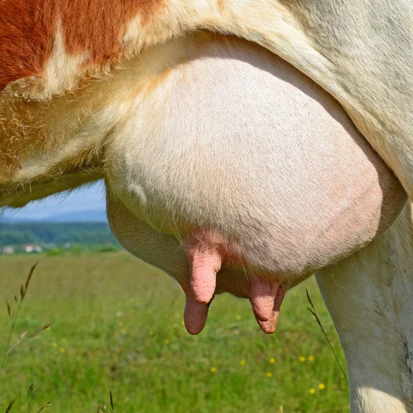 Pis Vache Gros Plan — Photo