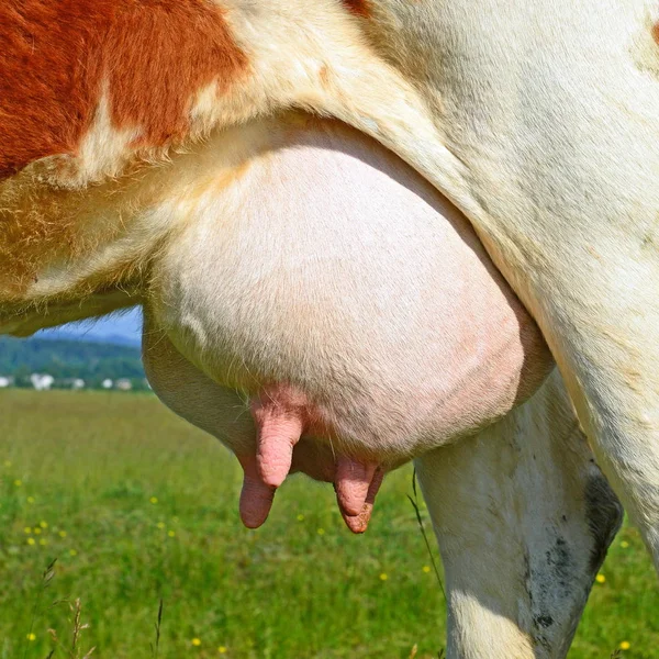 Udder Cow Closeup — ストック写真