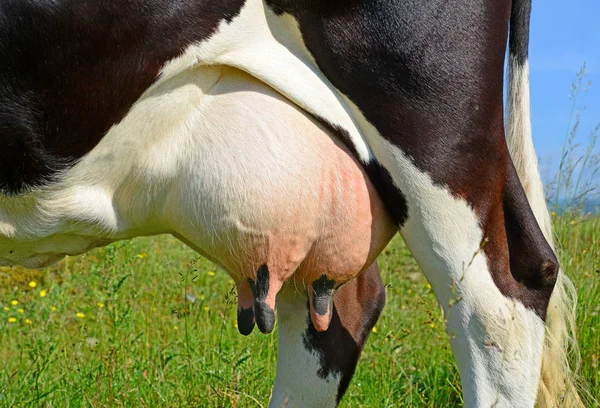Udder Cow Closeup — Stock Fotó