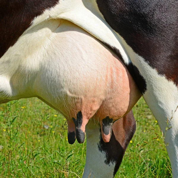Udder Cow Closeup — Zdjęcie stockowe