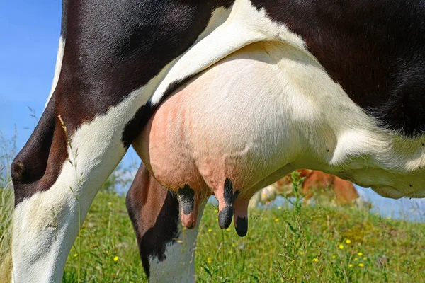 Tehén Tőgye Közelkép — Stock Fotó