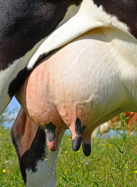 Udder Cow Closeup — Foto de Stock