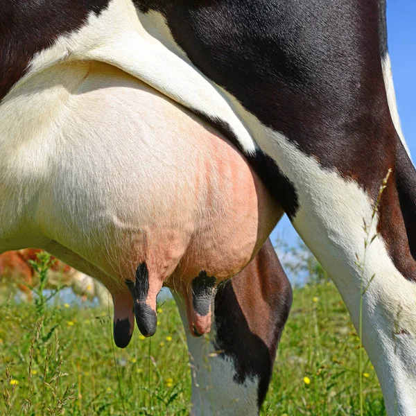 Udder Cow Closeup — 图库照片