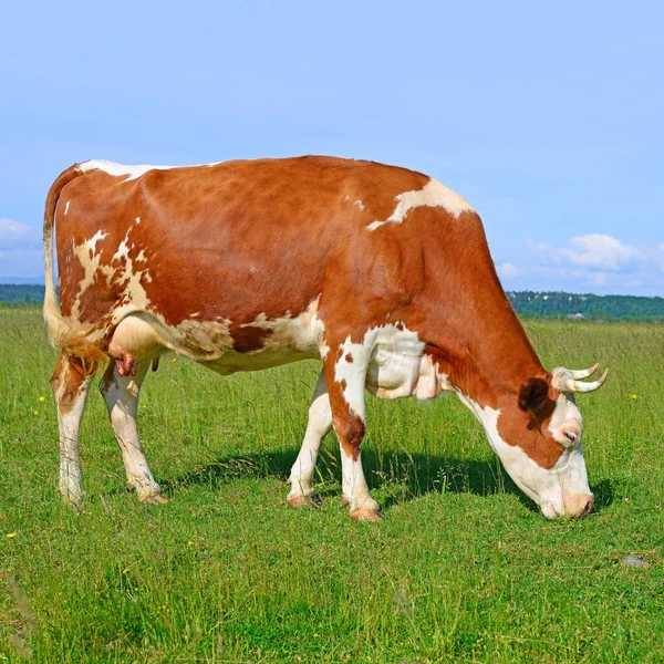 Beautiful Cow Summer Pasture Sunny Day — Stockfoto