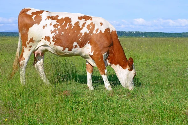 美丽的母牛在阳光明媚的夏日牧场上 — 图库照片