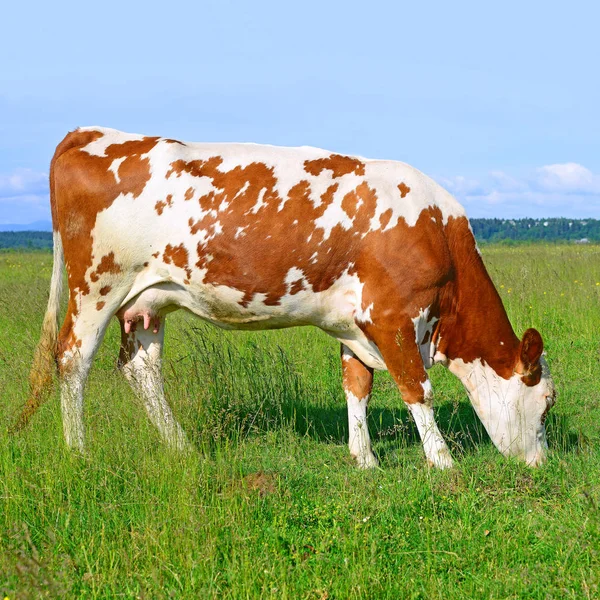 Hermosa Vaca Pasto Verano Día Soleado — Foto de Stock