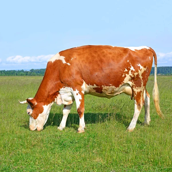 Bela Vaca Pasto Verão Dia Ensolarado — Fotografia de Stock