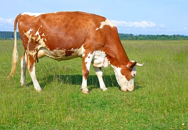 Beautiful Cow Summer Pasture Sunny Day — Stockfoto