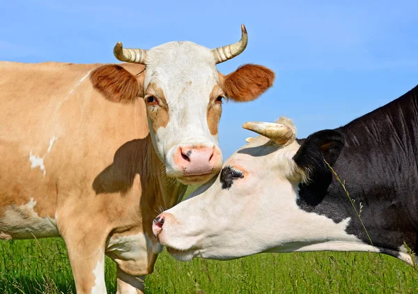 Коровы Пасутся Летних Пастбищах — стоковое фото