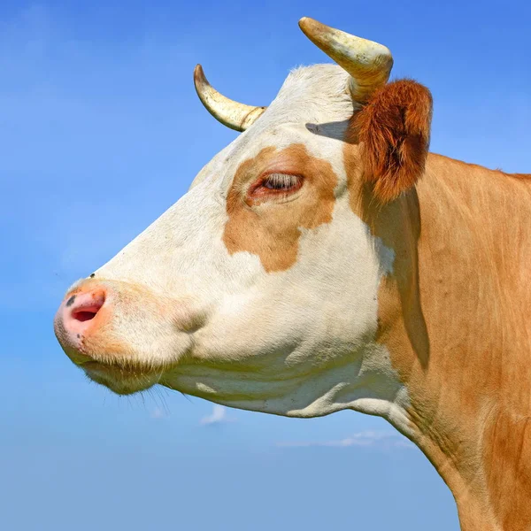 Cow Portrait Blue Sky Background — Foto Stock