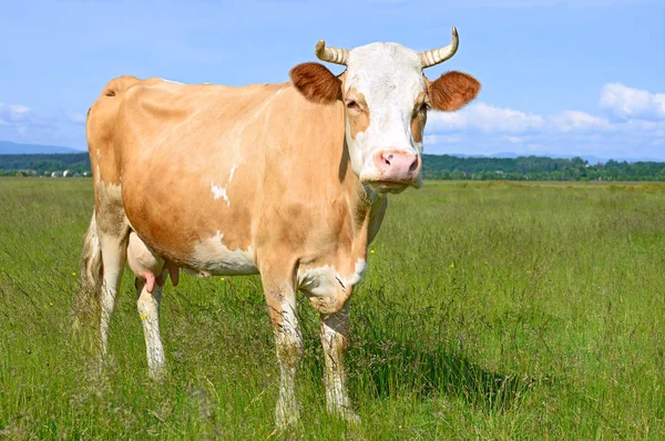 Красива Корова Літньому Пасовищі Сонячний День — стокове фото