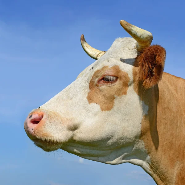 Cow Portrait Blue Sky Background — Foto de Stock