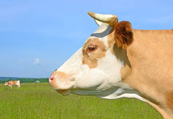Cow Portrait Blue Sky Background — Stock Fotó