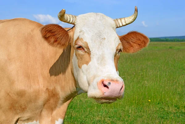 Cow Portrait Blue Sky Background — Stock Fotó