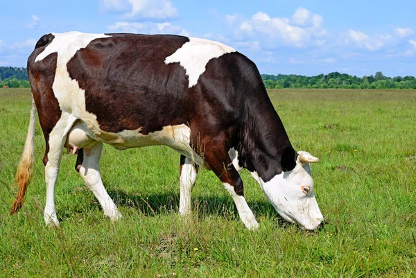 Beautiful Cow Summer Pasture Sunny Day — Stock Photo, Image
