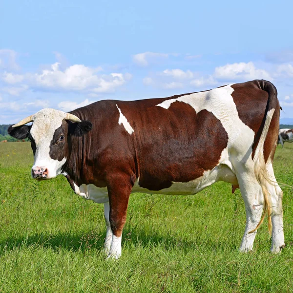 Beautiful Cow Summer Pasture Sunny Day — ストック写真