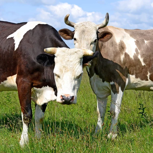 Two Cute Cows Summer Pasture Sunny Day — 图库照片