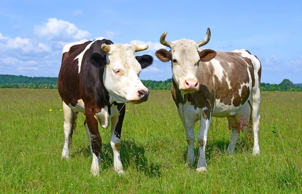 Two Cute Cows Summer Pasture Sunny Day — 스톡 사진