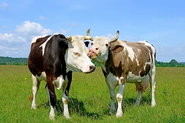 在阳光明媚的日子里 两只可爱的母牛在夏天的牧场上 — 图库照片