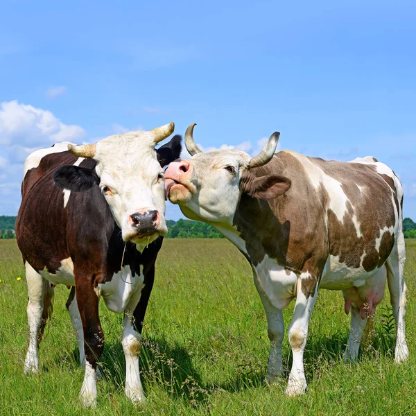 Duas Vacas Bonitos Pasto Verão Dia Ensolarado — Fotografia de Stock