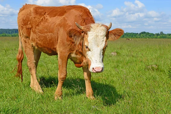 Cow Summer Pasture Sunny Day — kuvapankkivalokuva