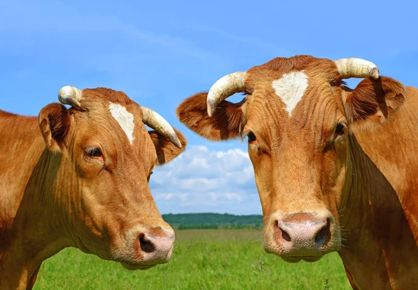 Krávy Pasoucí Létě — Stock fotografie