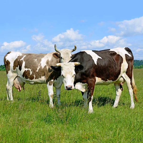 Two Cute Cows Summer Pasture Sunny Day Stock Photo