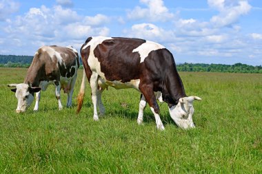 cows on a summer pasture in a sunny day