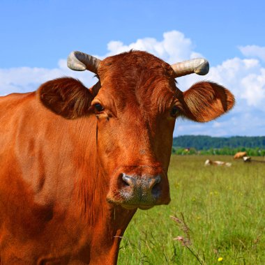 Çayırdaki şirin ineği kapatın.