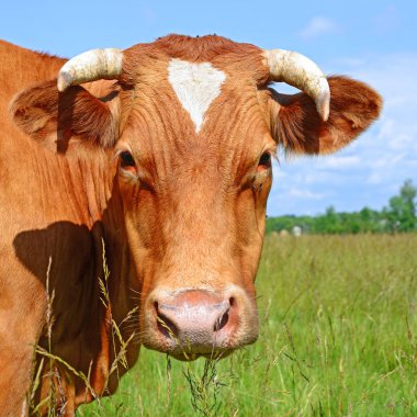 Çayırdaki şirin ineği kapatın.