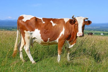 Çayırdaki şirin ineği kapatın.