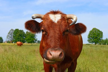 Çayırdaki şirin ineği kapatın.