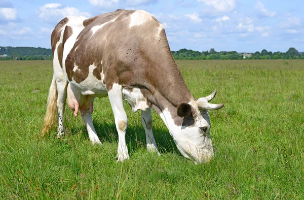 Close Cute Cow Meadow — kuvapankkivalokuva