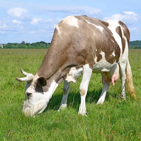 Beautiful Cow Summer Pasture Sunny Day — Stock Photo, Image