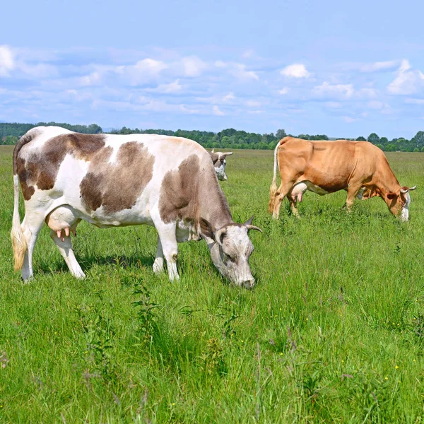 Cows Summer Pasture Sunny Day — Stock Fotó