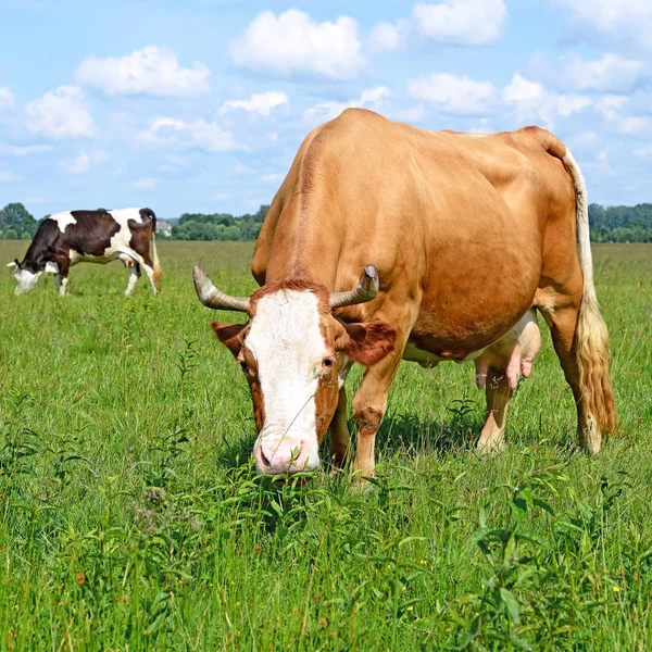 Cows Summer Pasture Sunny Day — Stok fotoğraf