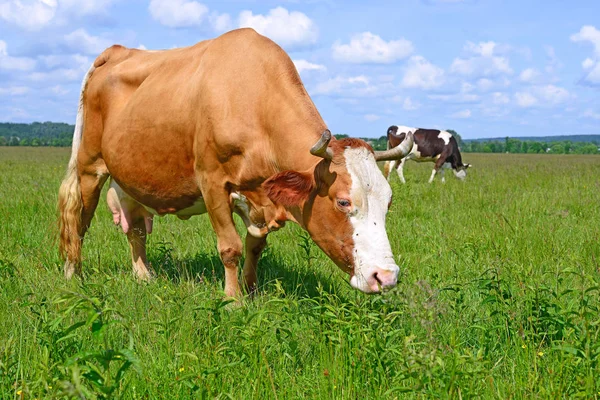 Krowy Letnim Pastwisku Słoneczny Dzień — Zdjęcie stockowe