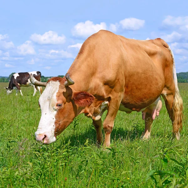 Vacas Pasto Verano Día Soleado —  Fotos de Stock