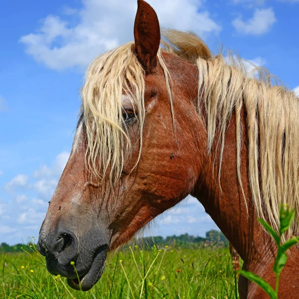 Cabeza Caballo Contra Cielo Azul —  Fotos de Stock