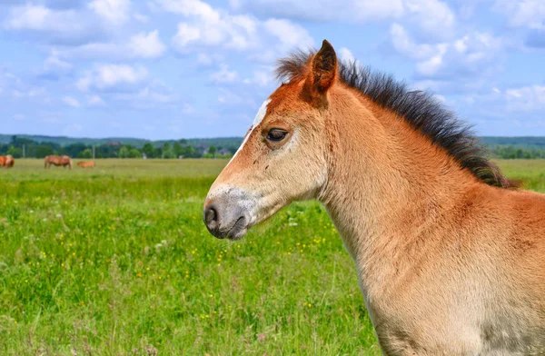 Kopf Eines Jungen Braunen Pferdes — Stockfoto