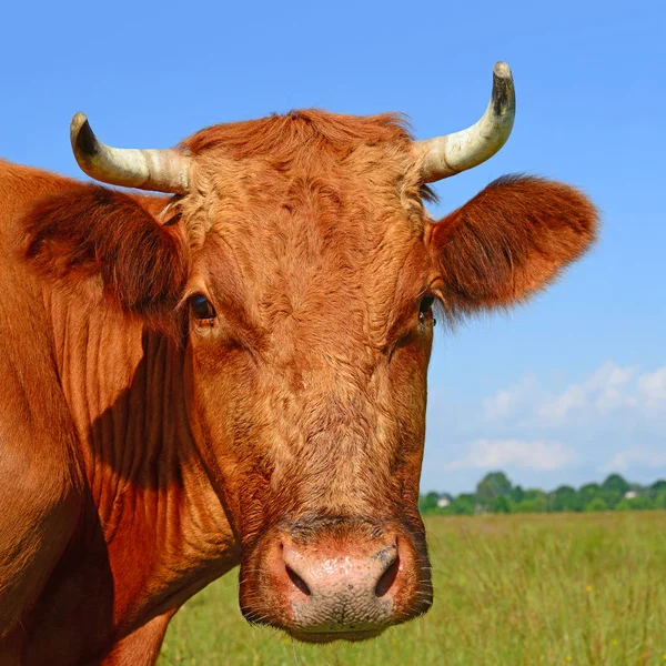 Cow Portrait Blue Sky Background — Stockfoto