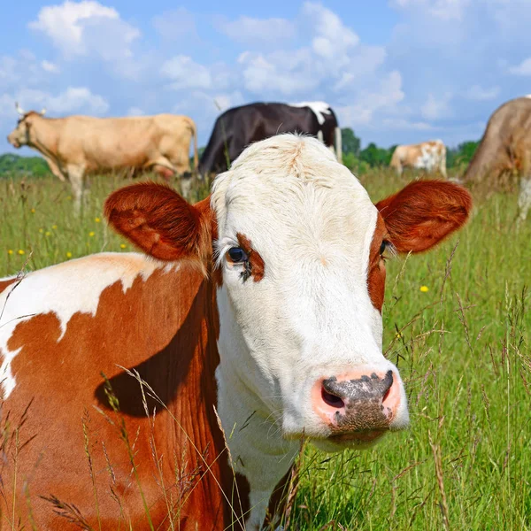 Vaches Broutant Sur Les Pâturages Été — Photo