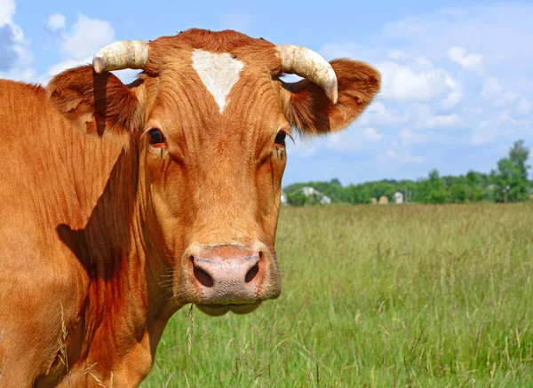 Close Cute Cow Meadow — Photo