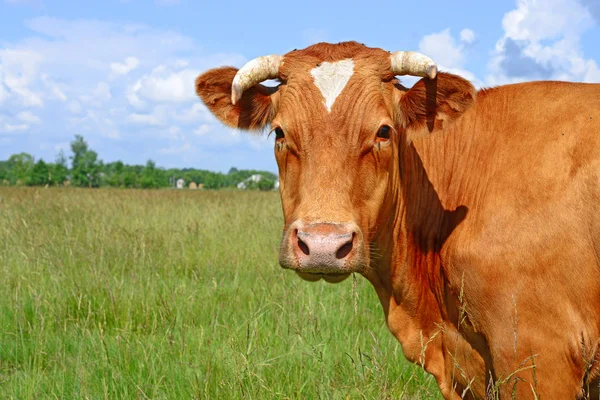 Close Cute Cow Meadow — Stockfoto