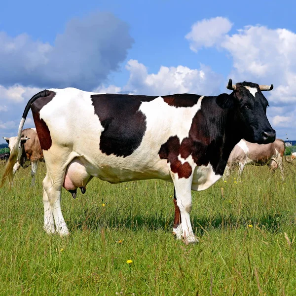 Cows Green Summer Pasture — 图库照片